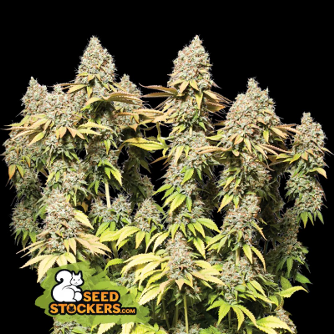 Auto Triton Biscotto Lime x3 Seedstockers