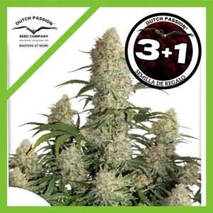 Auto Critical Orange Punch 3+1 Duth Passion