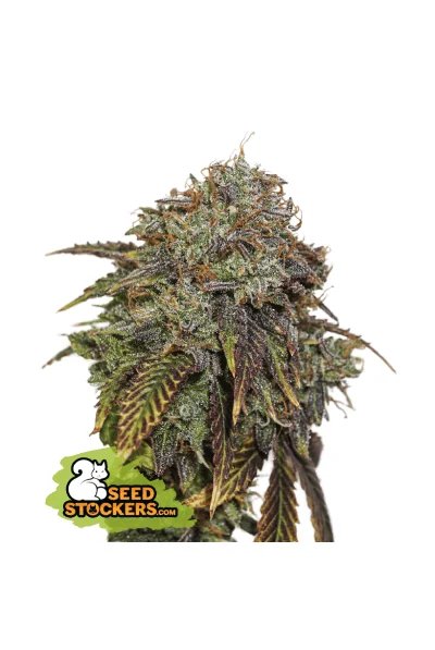 Auto Gelato 41 x3 Seedstockers