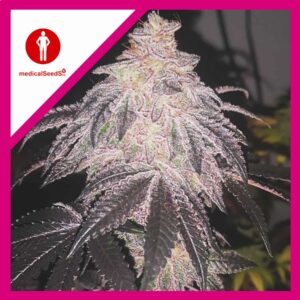 Auto Cookies Sherbet 3 +2 Medical Seeds