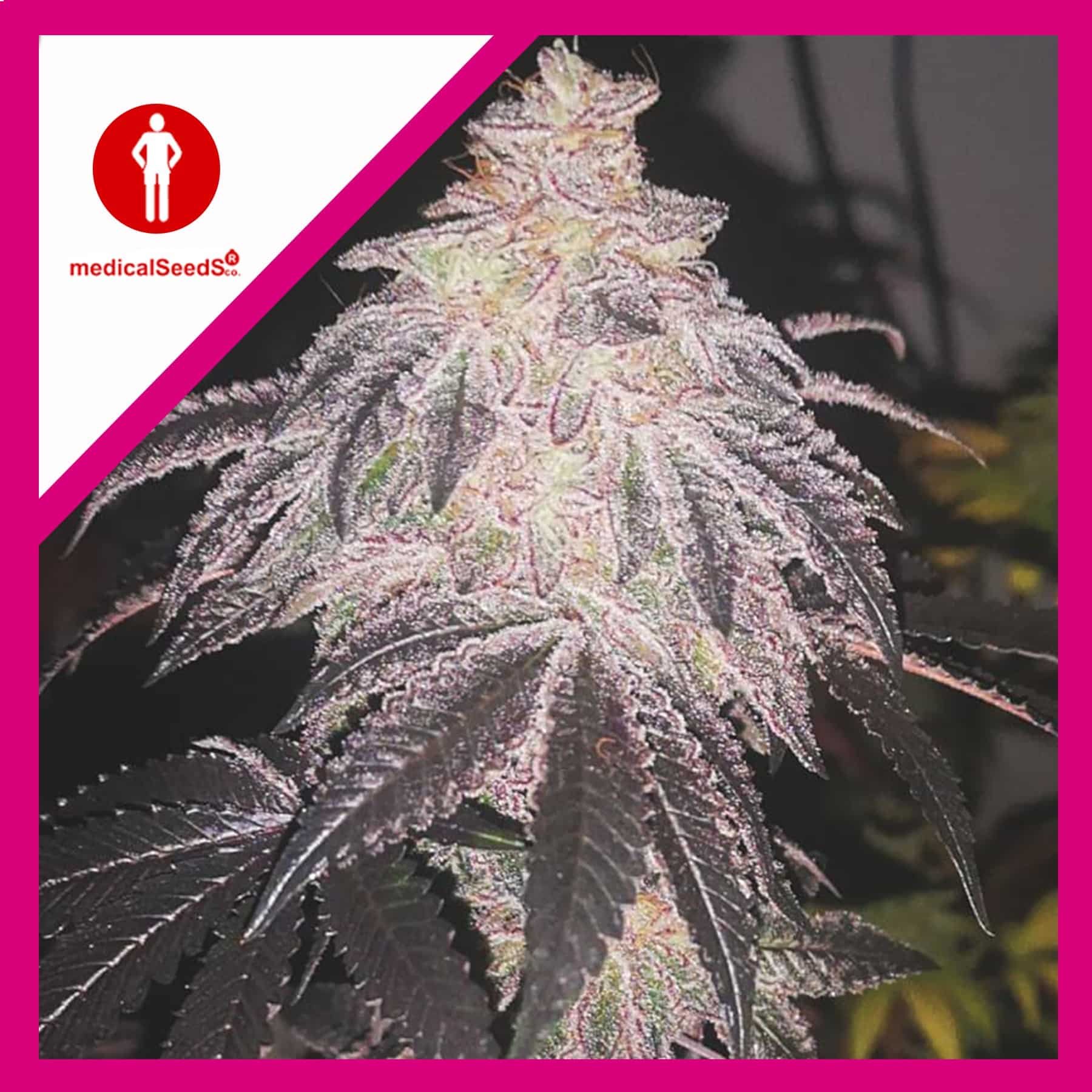 Auto Cookies Sherbet 3 +2 Medical Seeds