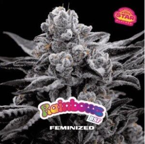 Rainbows x2 Fem BSF