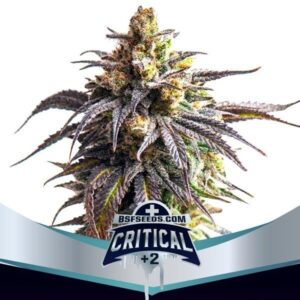 Auto Critical x2  BSF