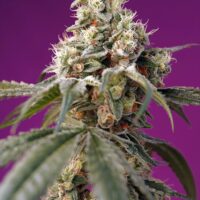 Auto Bruce Banner 3+1 Sweet Seeds