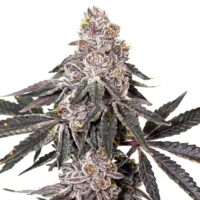 Berry Crusher x3 Fem Elev8 - Imagen 2