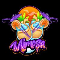 Mimosa 3+1 Fem Pure instinto - Imagen 2