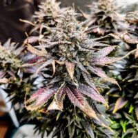 Mimosa 3+1 Fem Pure instinto
