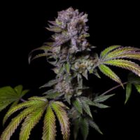 Aca Dos Delight x3 Fem Pure Instinto