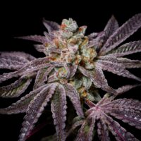 Insanity OG x3 Fem Pure Instinto