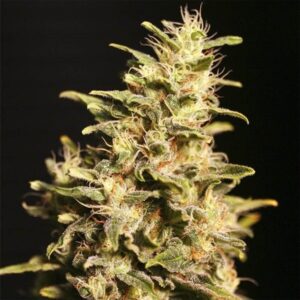 Missing in Barcelona 3+1 Fem Eva Seeds