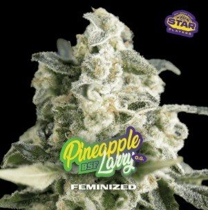Pineapple Larry OG x2  Fem BSF